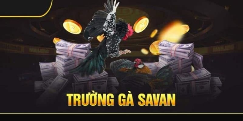 Giới thiệu đôi nét về trường gà Savan